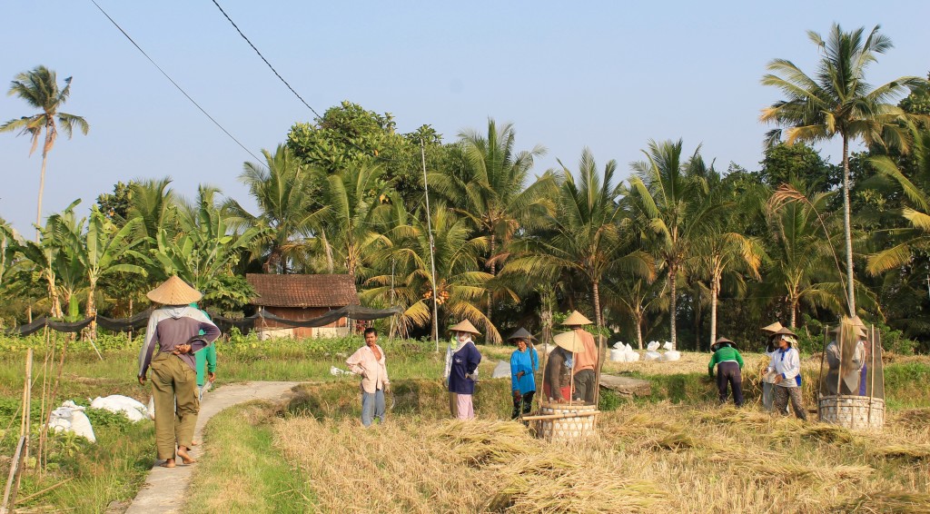 Accommodation Farm Village Workers Rice Paddy Fields Ubud Bali
