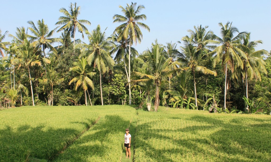 Rice Paddy Fields Ubud Bali