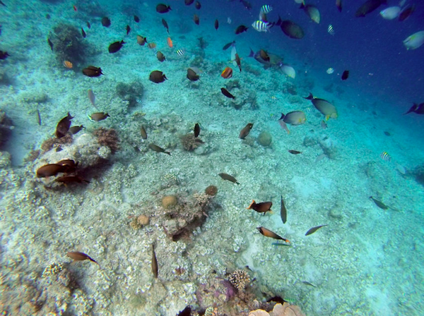 Fish in clear water on Nusa Lembongan snorkel