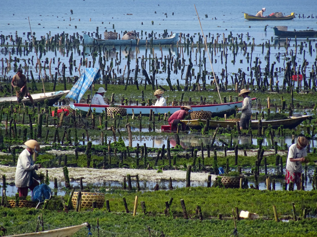 Seaweed Farming on Nusa Lembongan