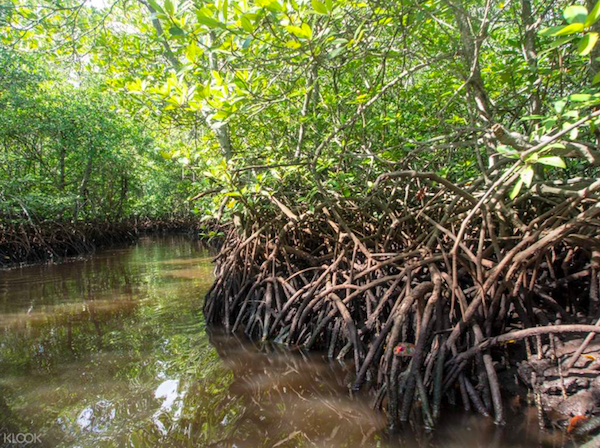 Mangrove Forest Nusa Lembongan