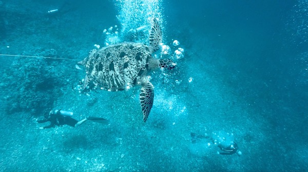 Turtle on a Gili Air snorkel tour