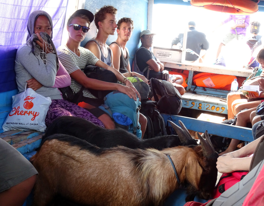 Gili Air Goat on a Boat