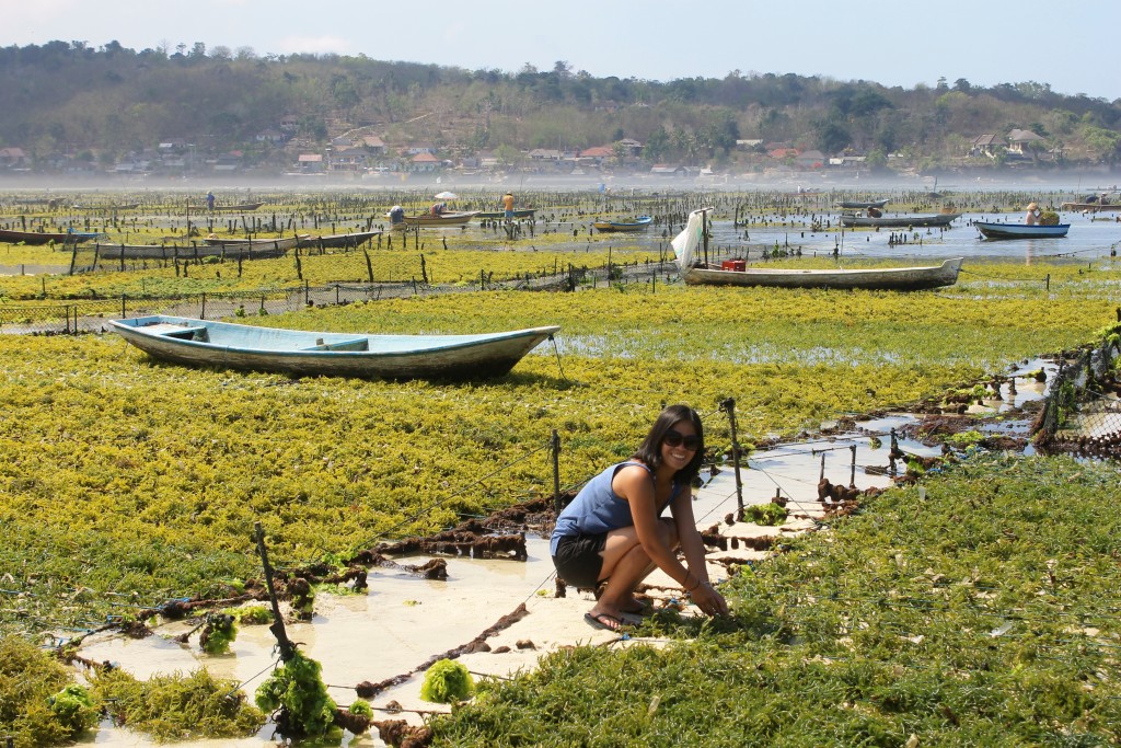 Nusa Lembongan Bali Seaweed Farm 