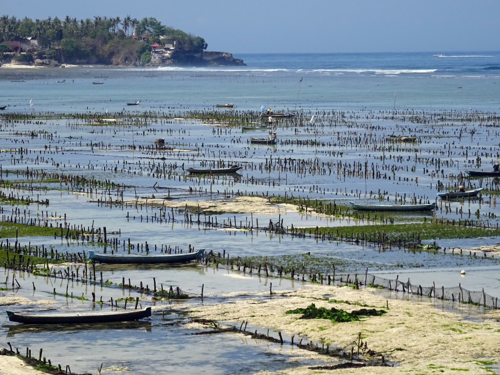 Outer seaweed farm plots