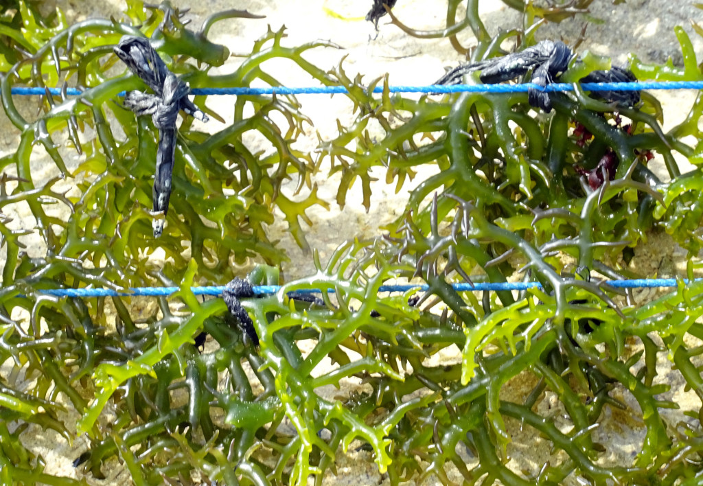 Seaweed Affixed to Rope