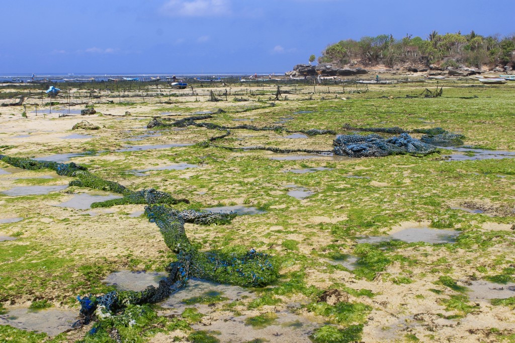 Seaweed Farm Nusa Lembongan Bali