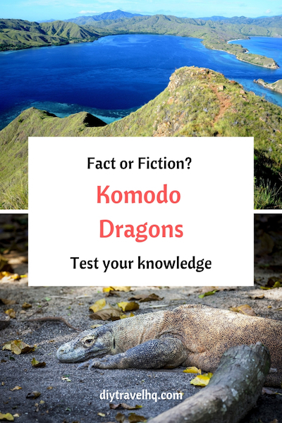 Discover 13 interesting Komodo Dragon facts! Whether you're doing a Komodo Dragon project or you're interested in Komodo Dragon photography learn something new in our new post #komododragon #indonesia #diytravelhq