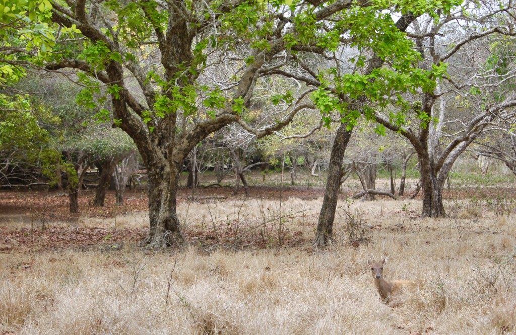 Deer at Rinca National Park