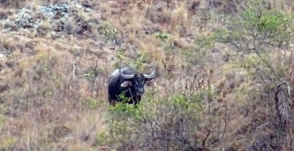 Komodo National Park Water Buffalo
