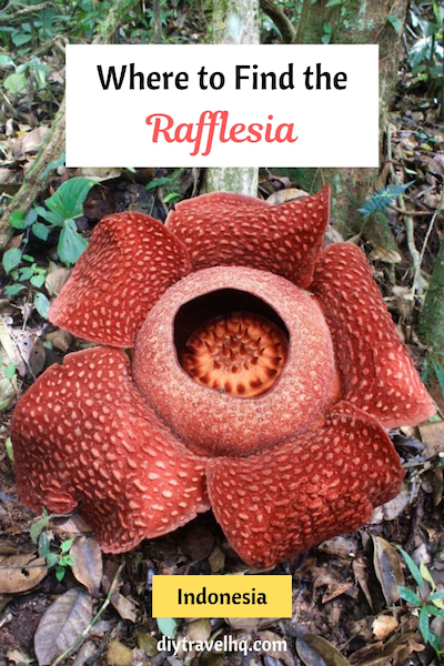 Rafflesia Rafflesia mira