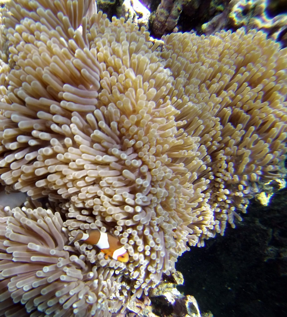 Finding Nemo in Batee Tokong