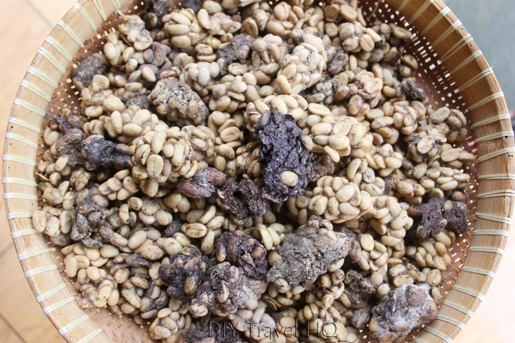Coffee Luwak Fruits Cat Poo