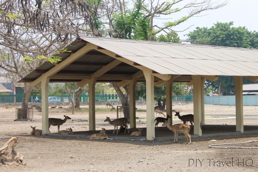 Deer Park at Prambanan Temples