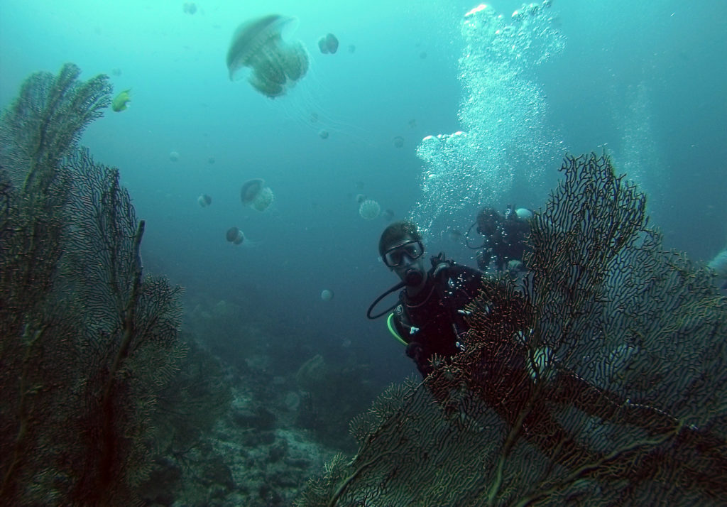Batee Tokong Dive Jellyfish
