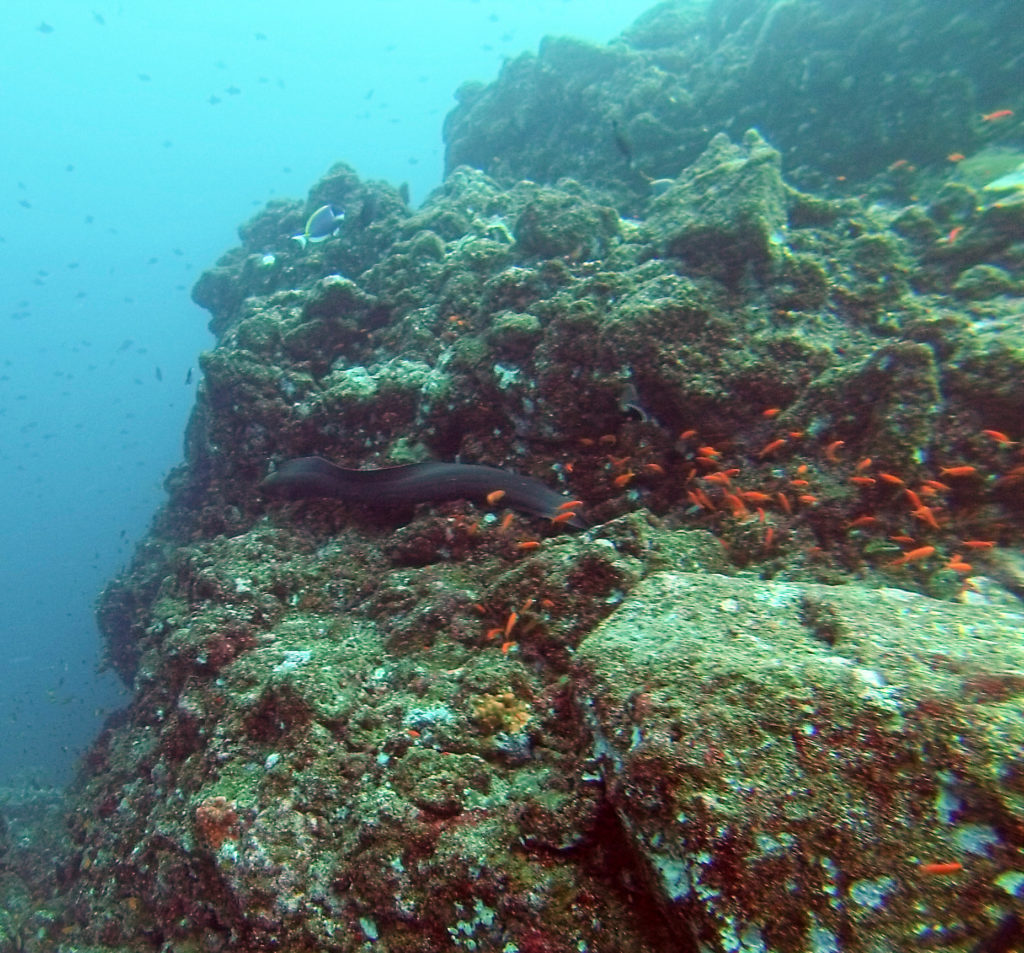 Moral Eel Swimming Pulau Weh