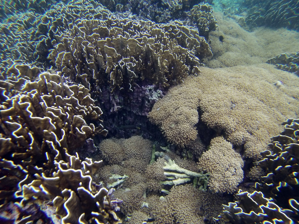 Coral Snorkel Pulau Weh