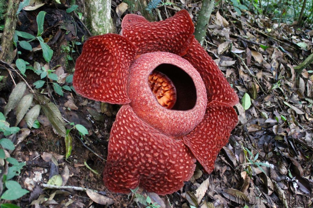Rafflesia Batung Palupah Park
