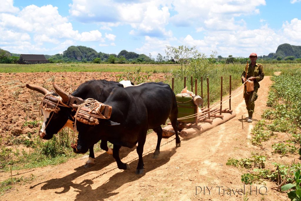 A farmer & his oxen Vinales Valley