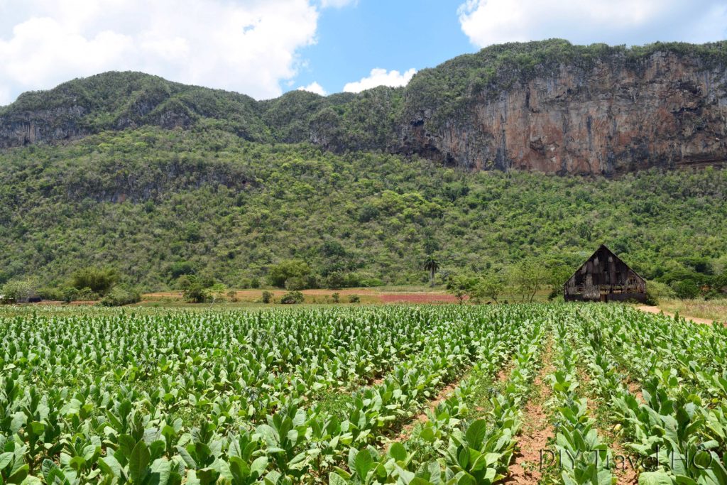 Tobacco plantation in Parque Nacional Vinales