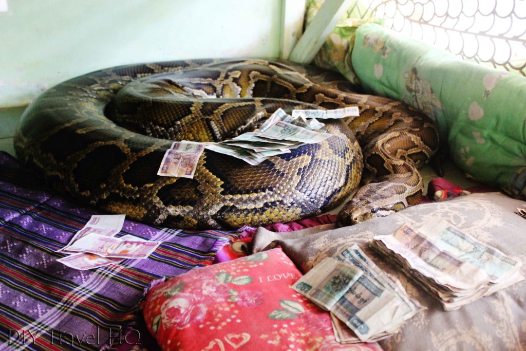 Python at snake monastery
