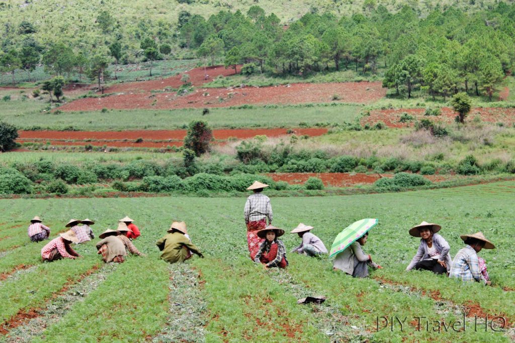 Women farmers in Kalaw