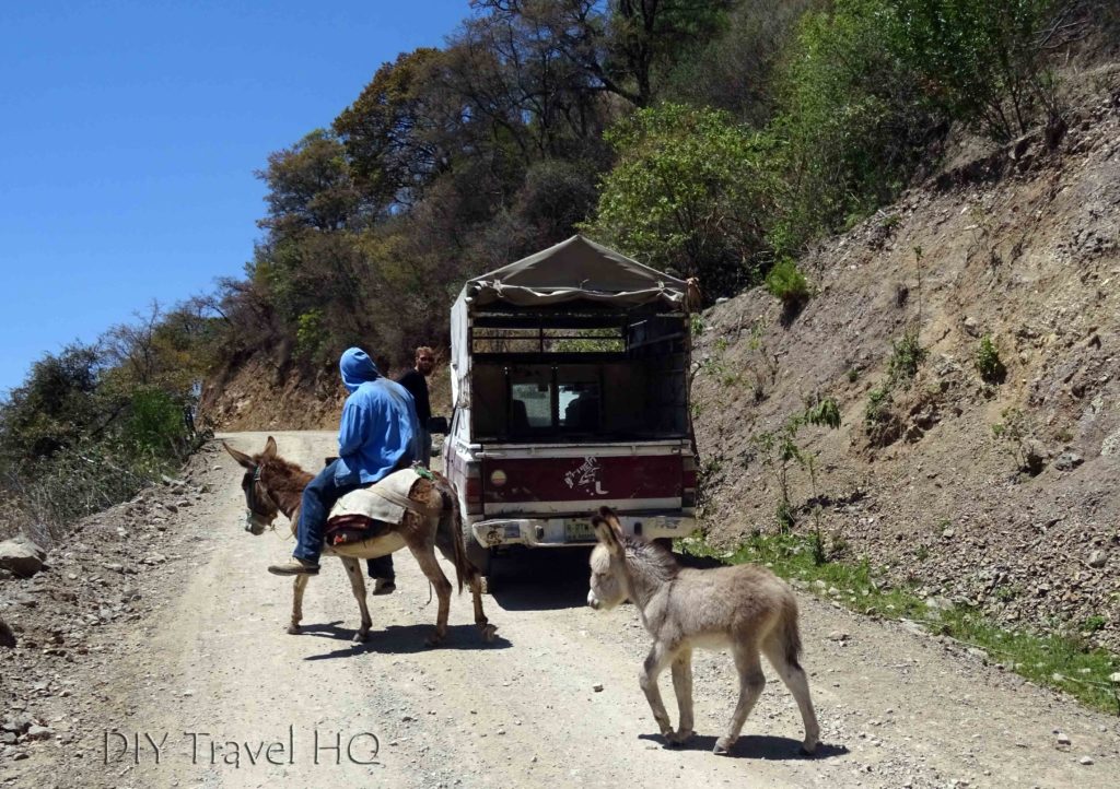 Road to Hierve el Agua Donkeys