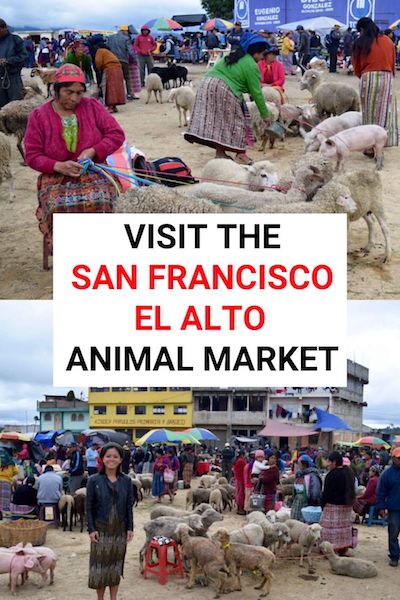 Visiting the San Francisco El Alto animal market is one of the most unique things to do in Guatemala. Check out our post for some crazy photos & find out everything you need to know to plan your trip #sanfranciscoelalto #guatemala #xela