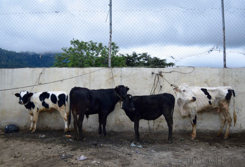 San Francisco El Alto Animal Market Cows Ready for Inspection