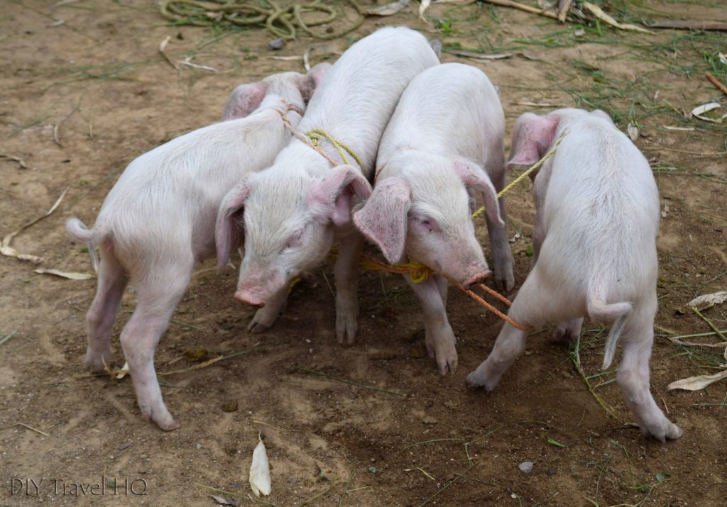 San Francisco El Alto Animal Market Pigs All Tied Up