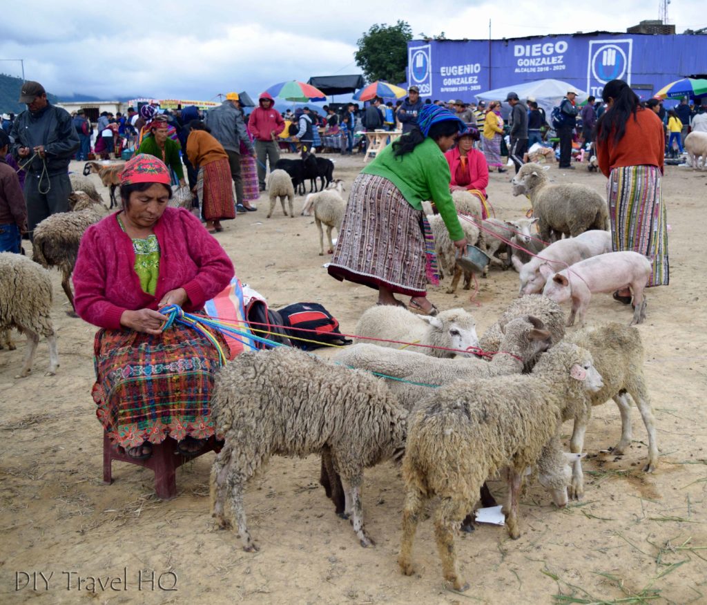 San Francisco El Alto Animal Market Sheep