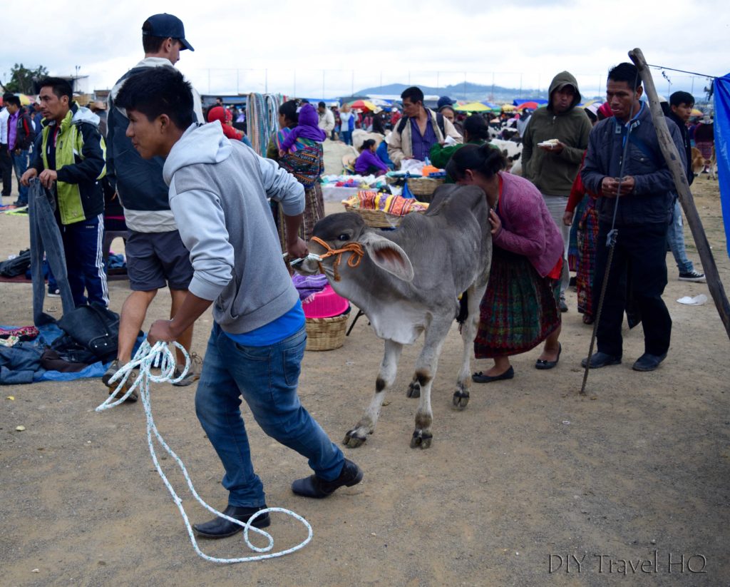 San Francisco El Alto Market Pushing Stubborn Cow