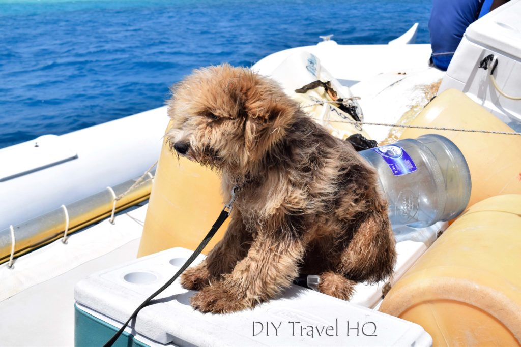 Glovers Atoll Resort dog in boat