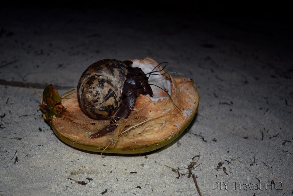 Hermit crabs on Glovers Atoll