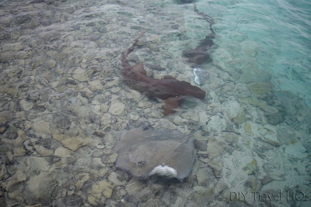 Rays & nurse sharks on Glovers Atoll