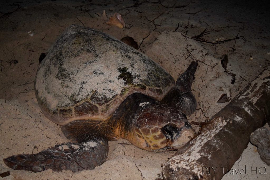 Turtle on Glovers beach