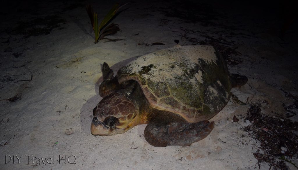 Turtle on Glovers Island
