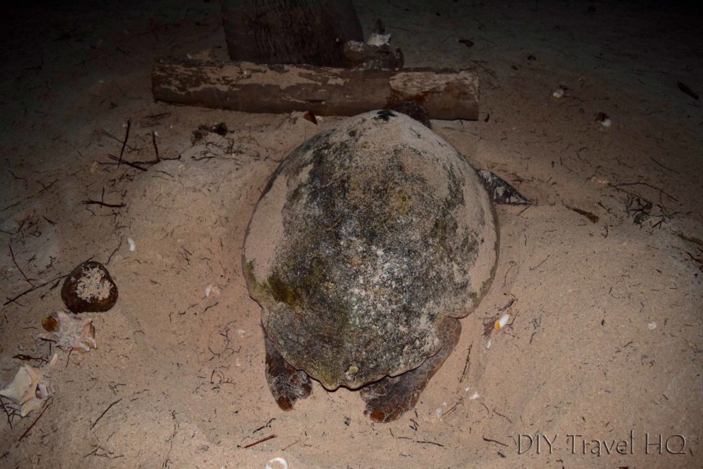 Turtle laying eggs on Glovers Atoll