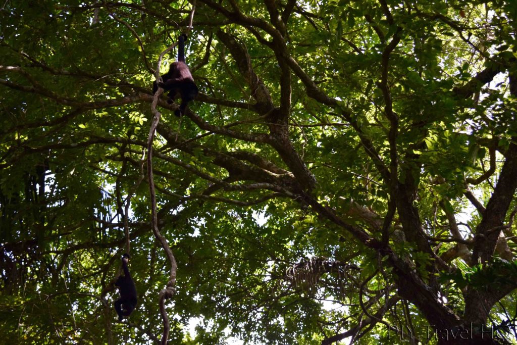 Belize Itinerary Black howler monkeys 