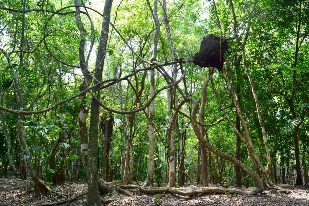 Forest at Xunantunich Mayan Ruins