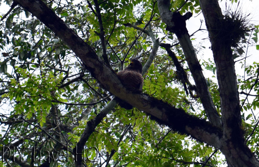 Tikal Nature Hawk