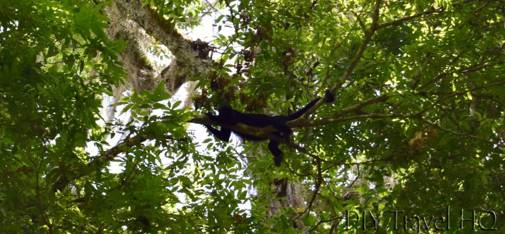 Tikal Nature Spider Monkey Near Temple 38