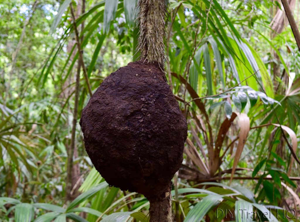 Tikal Escobo Palm and Termite Nest