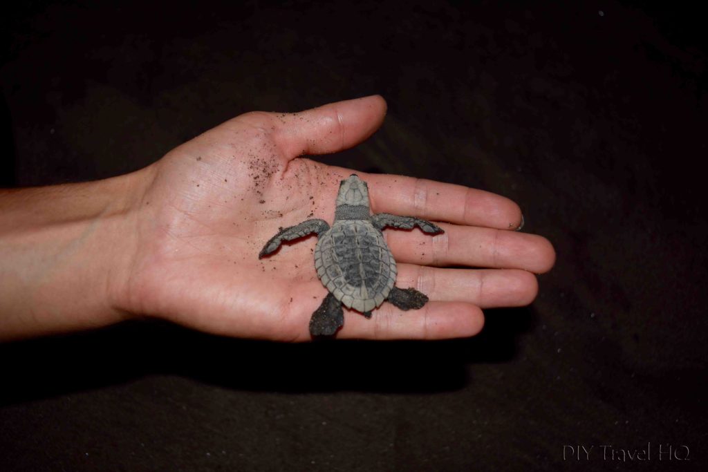 Baby turtle in hand