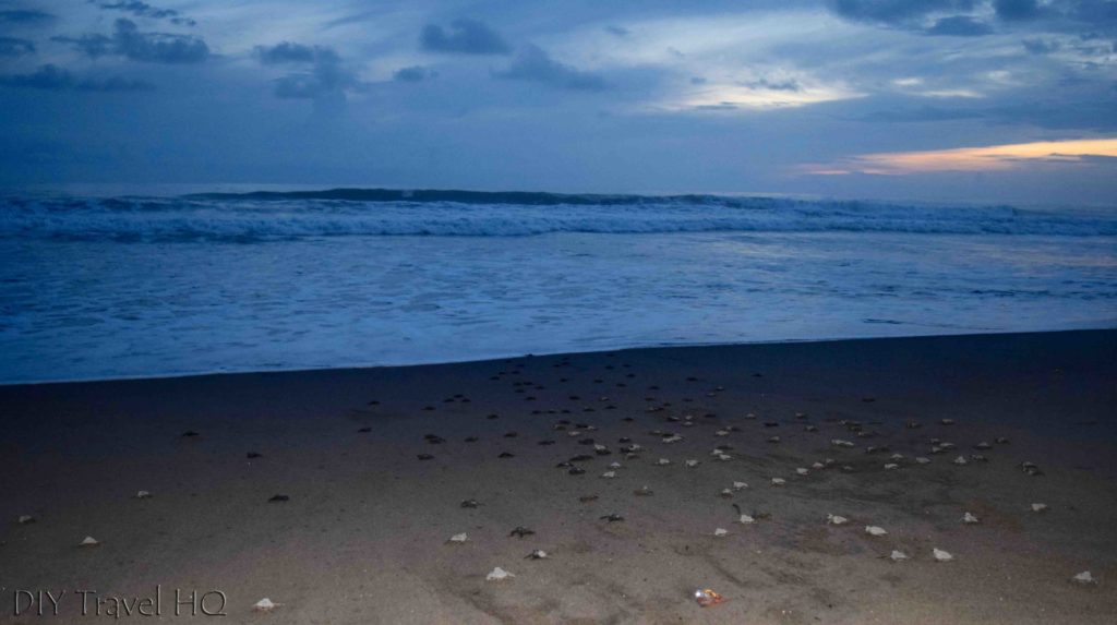 Olive Ridley baby turtles head to sea