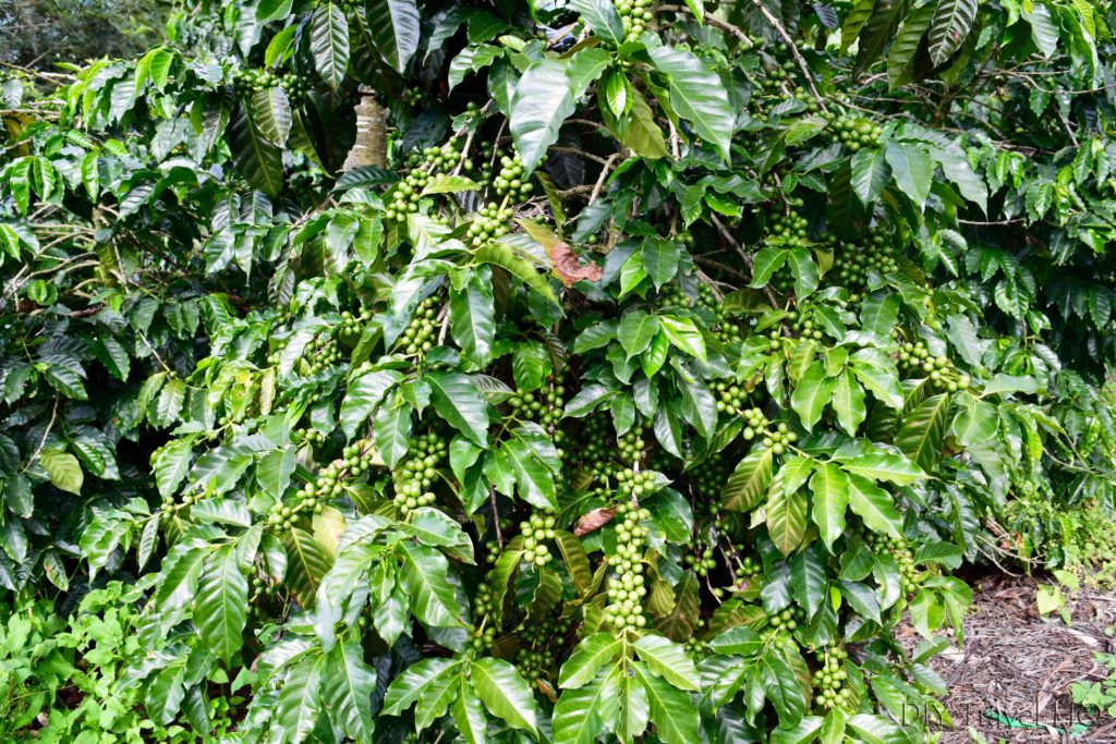 Coffee Plant on DLG tour on Volcan Agua Guatemala