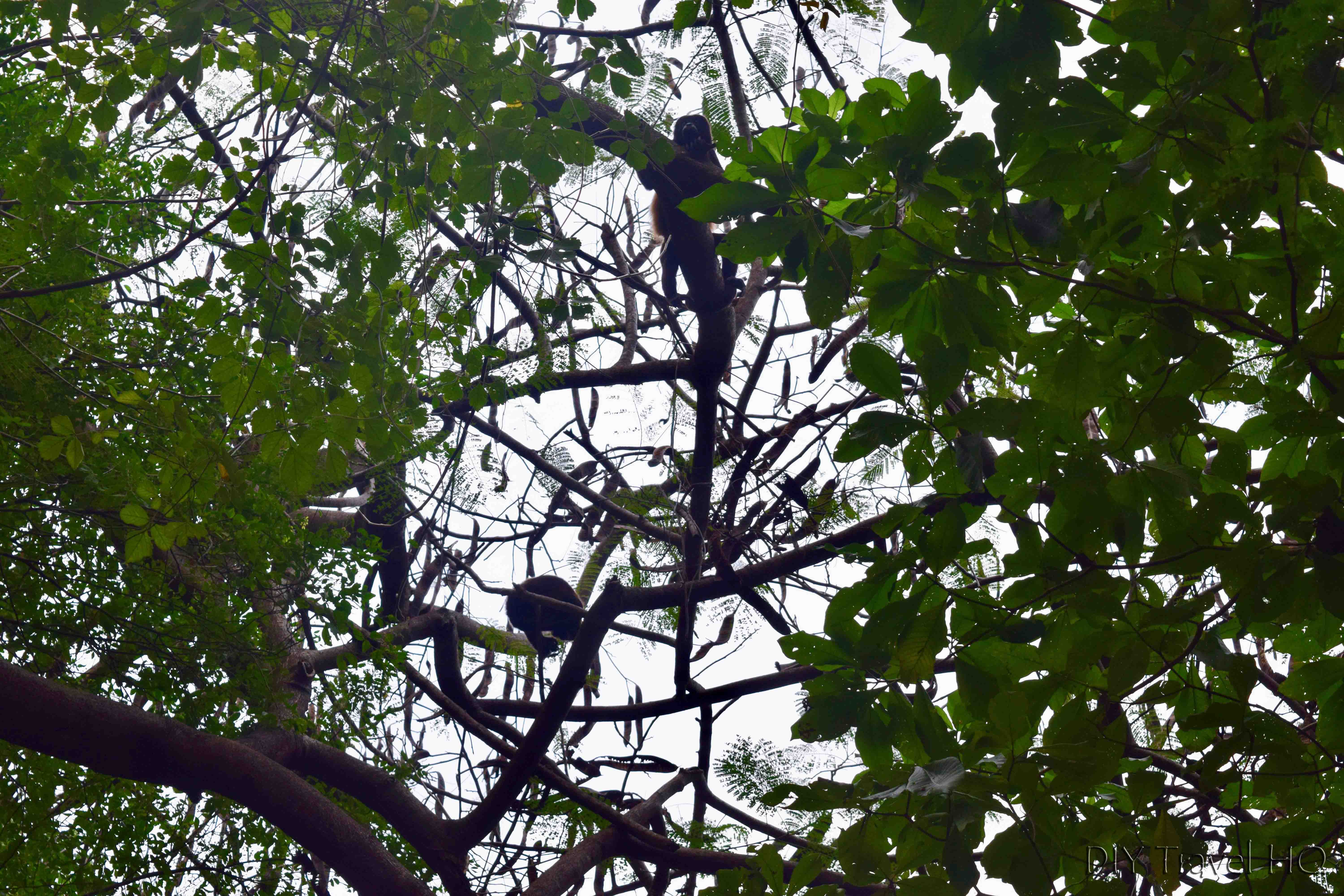 The Peace Project Resident Howler Monkeys