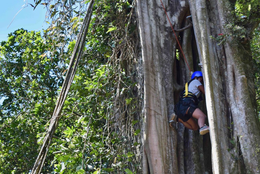 Tree climbing at Finca Modelo