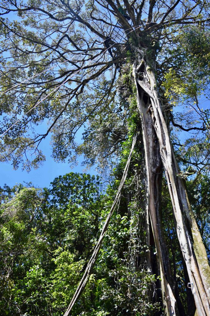 Fiscus tree Monteverde