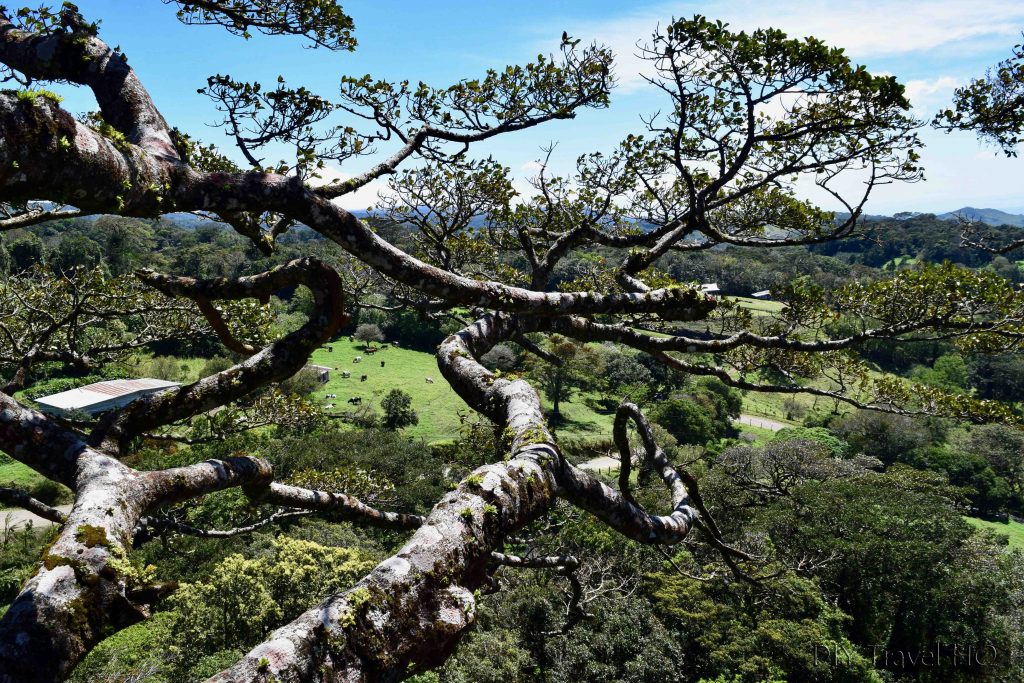 View of Monteverde